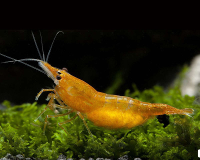 Креветка Orange